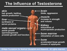 Testosterone Undecanoate online